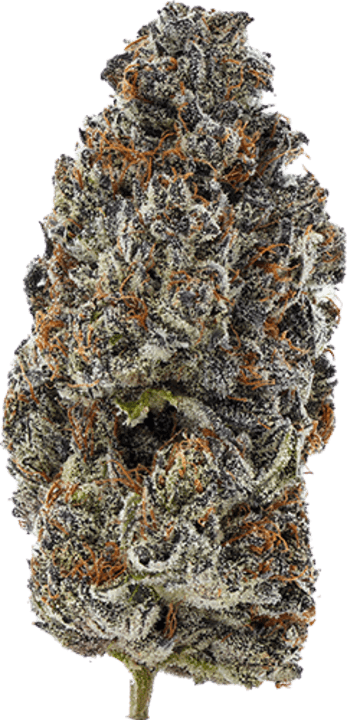 Glto41