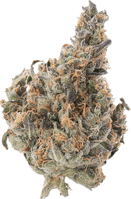 GMO x Jungle Cke
