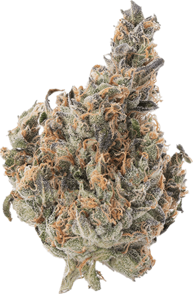 GMO x Jungle Cke