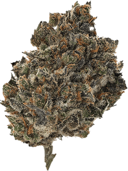 Mrcle Frt image 1
